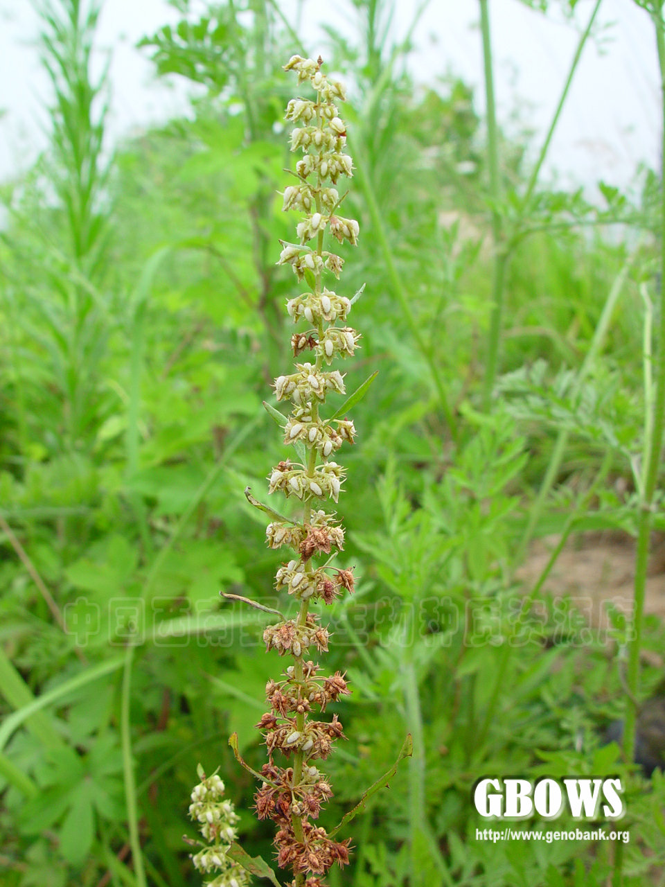 齿果酸模 rumex dentatus l.