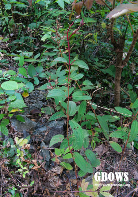 朝天罐 osbeckia opipara c. y. wu et c. chen