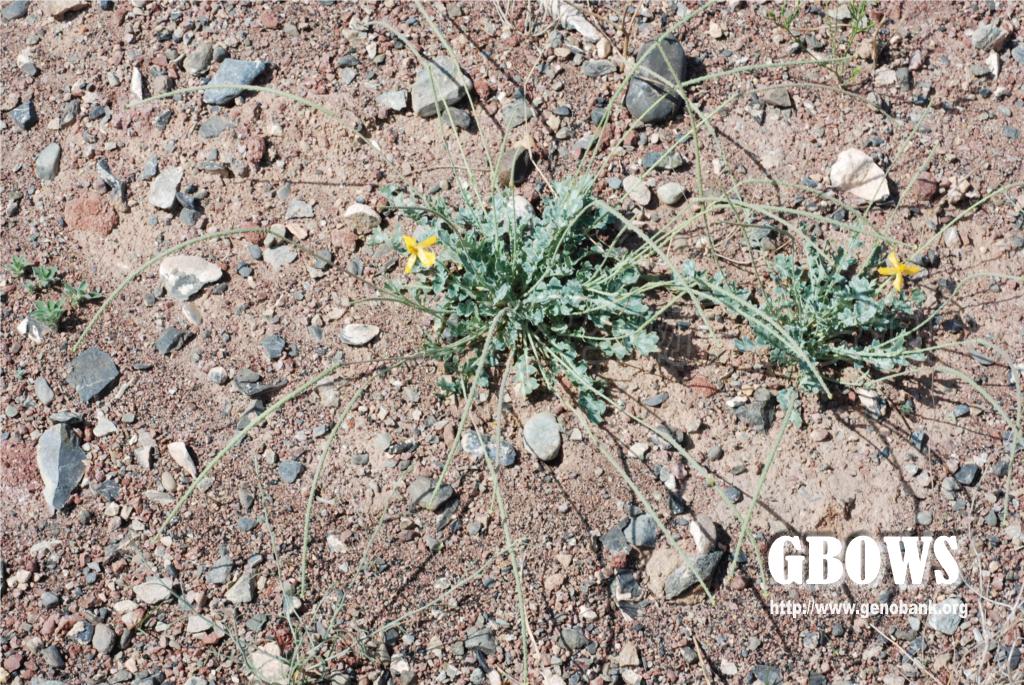 新疆海罂粟 glaucium squamigerum kar. et kir.