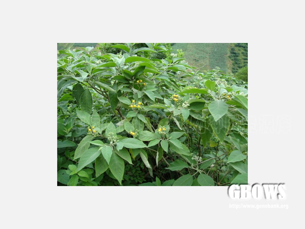 假烟叶树 solanum verbascifolium kunth