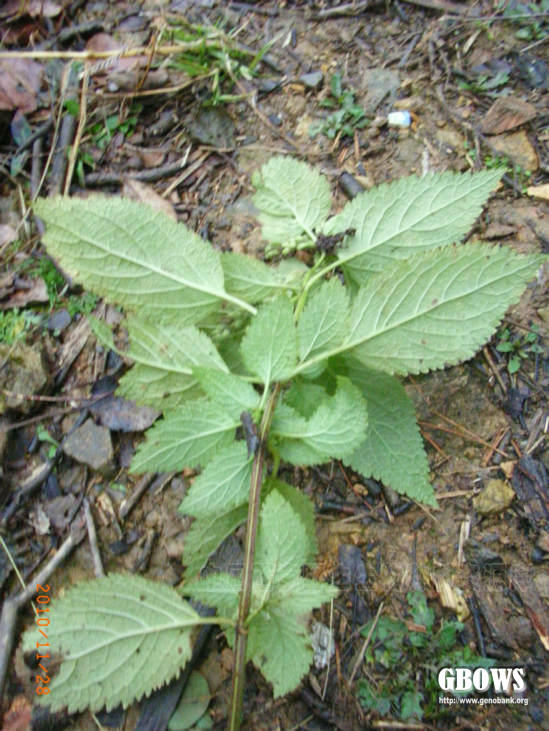 血见愁 teucrium viscidum bl.