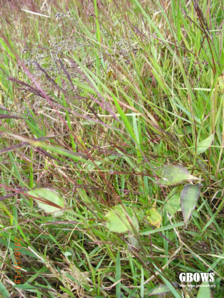 荩草arthraxon hispidus(thunb makino
