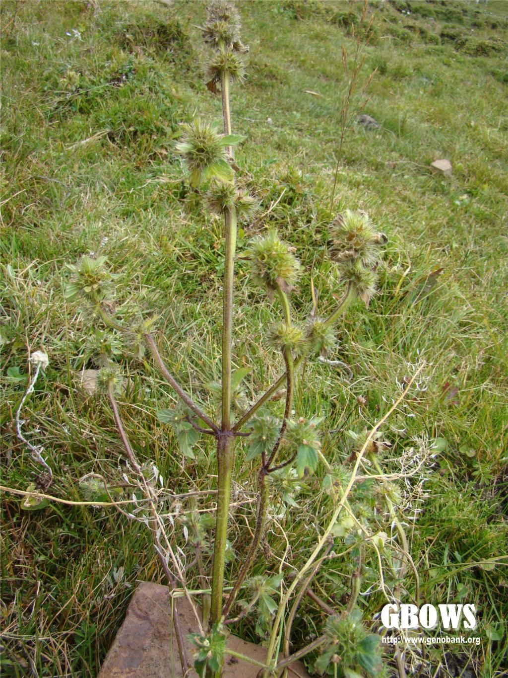 野芝麻 lamium barbatum sieb. et zucc.
