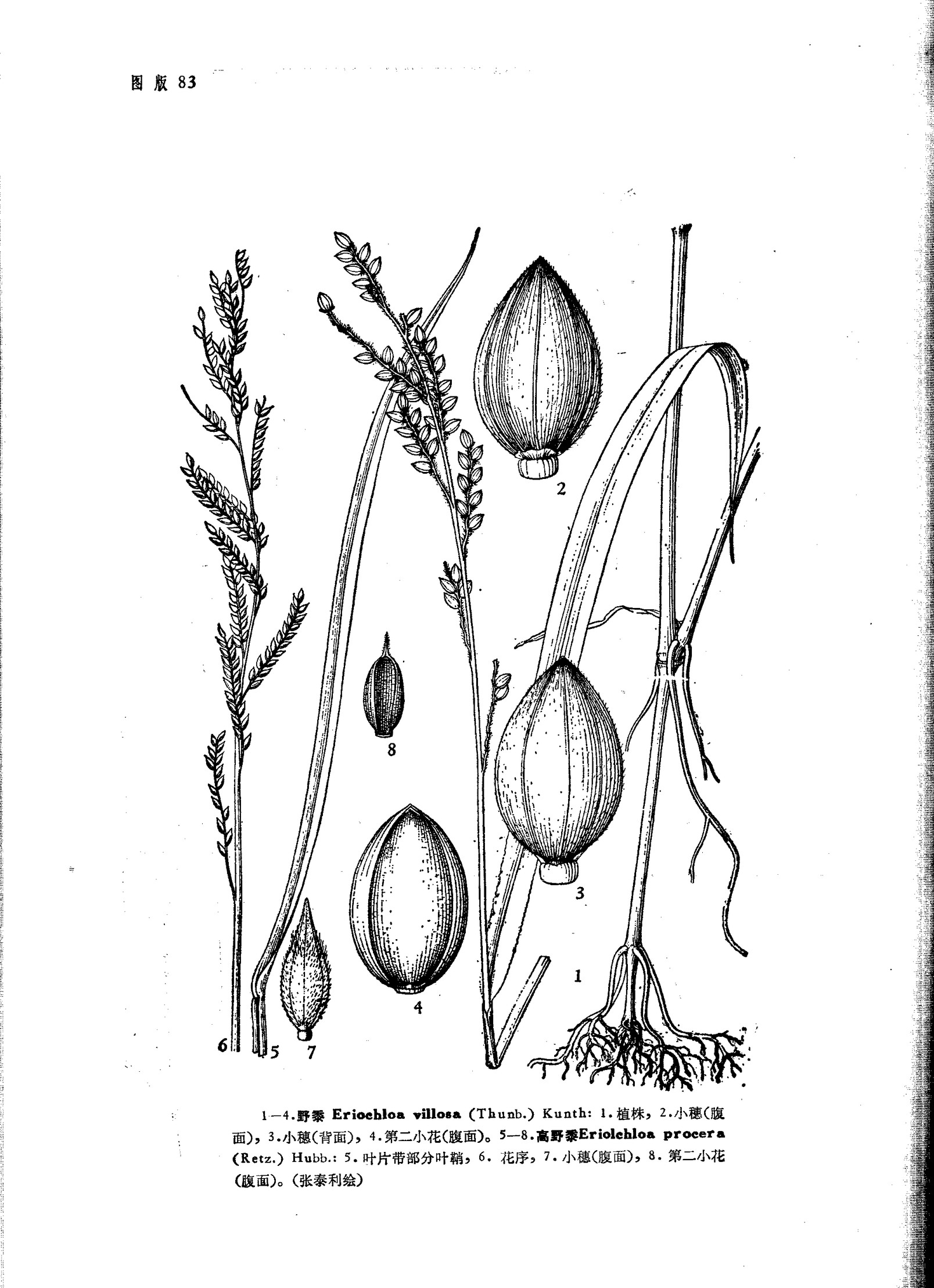 野黍eriochloa villosa (thunb.) kunth