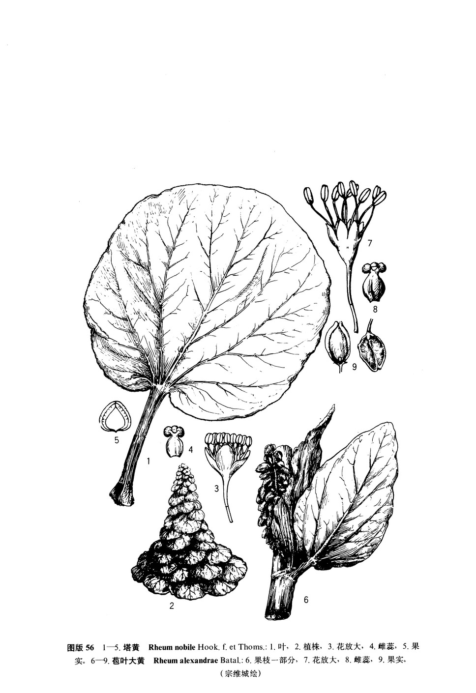 苞叶大黄 rheum alexandrae batalin