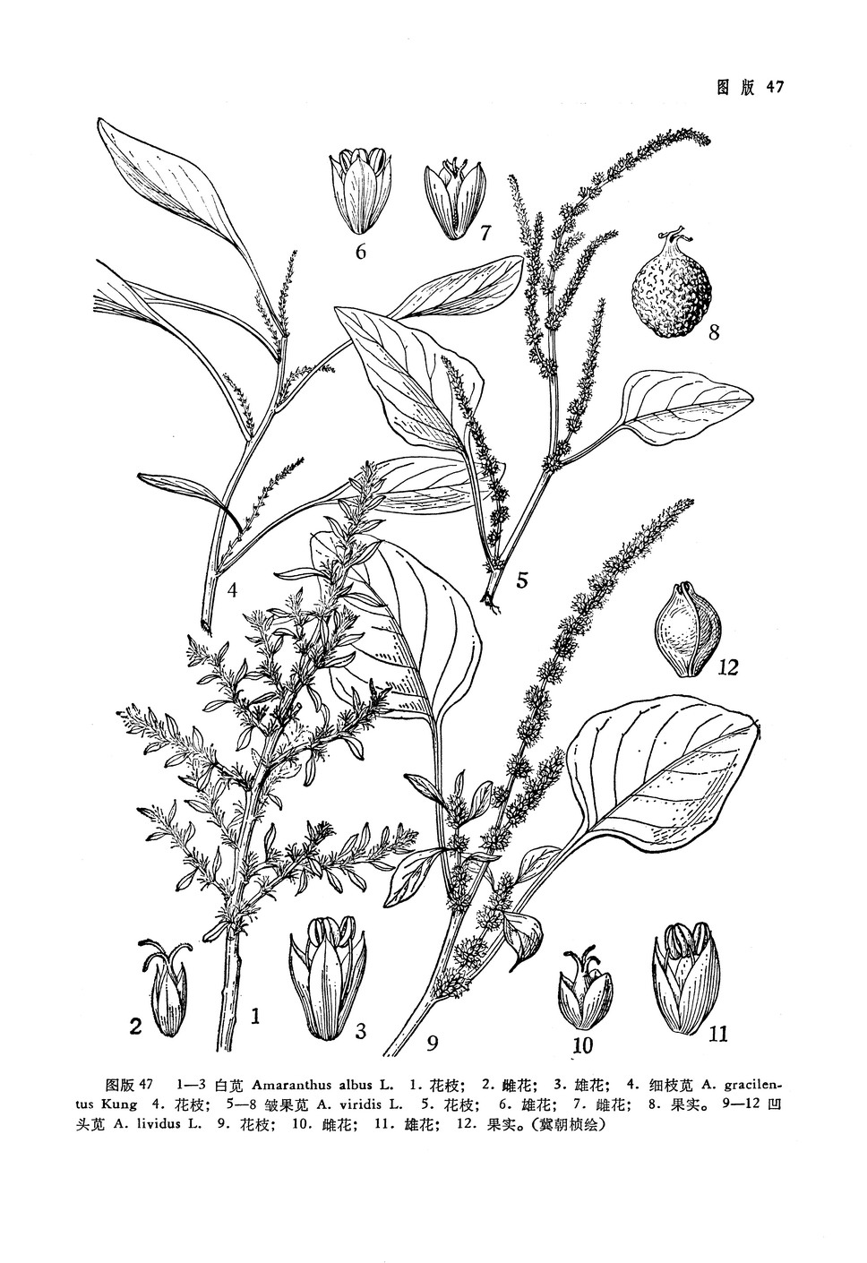 凹头苋 amaranthus lividus l.