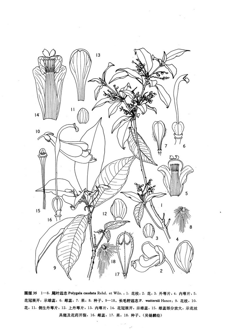 尾叶远志polygalacaudatarehderetehwilson