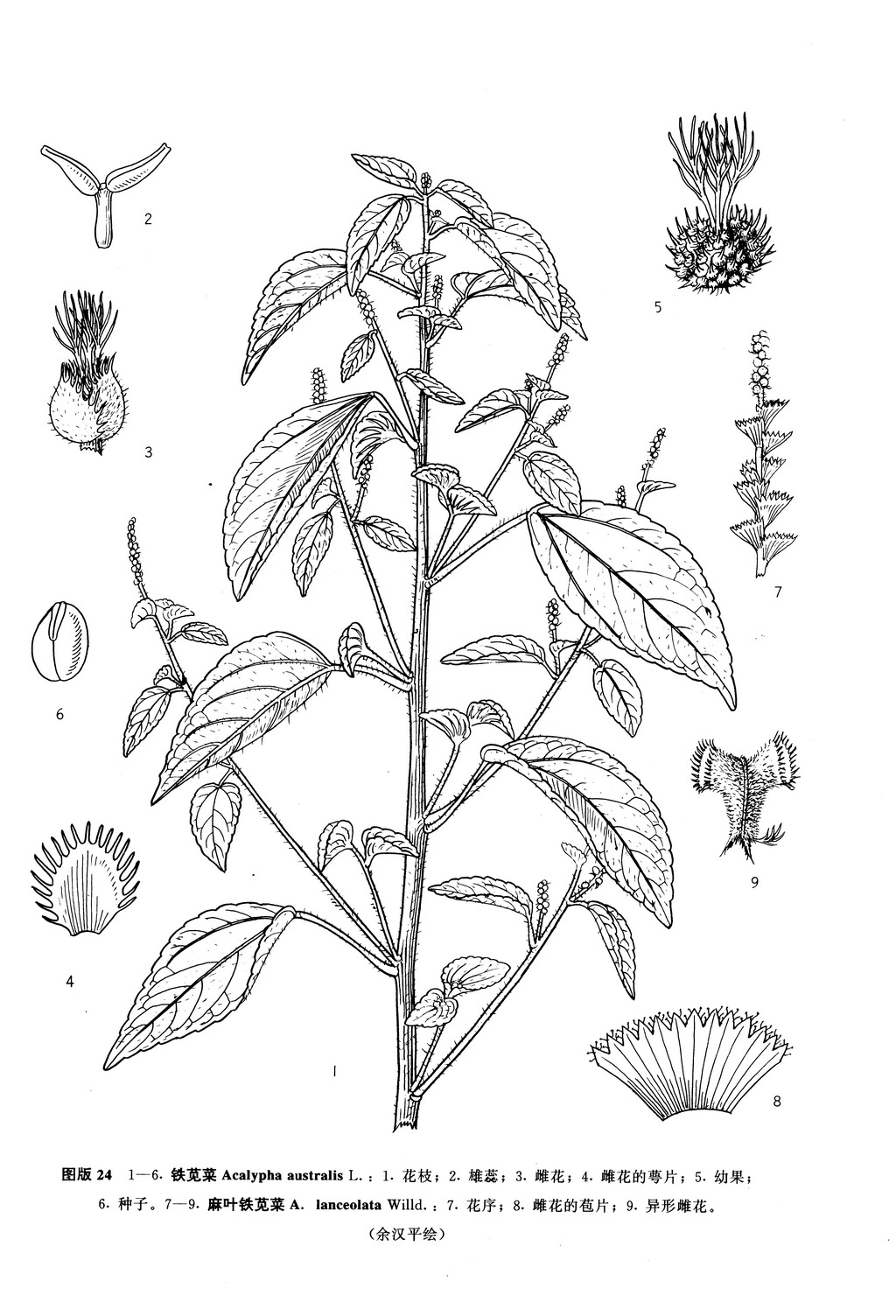 铁苋菜 acalypha australis l.