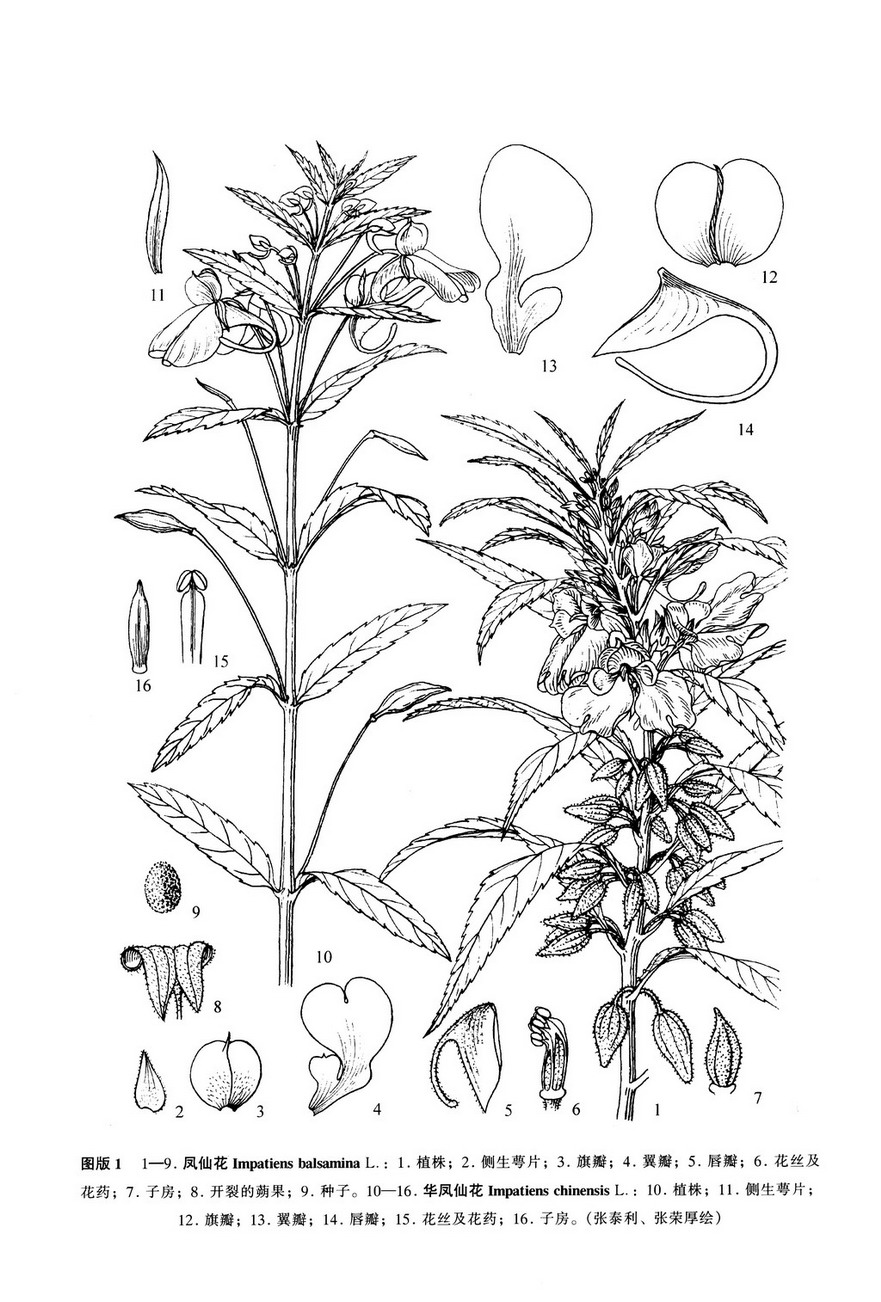 凤仙花 impatiens balsamina l.