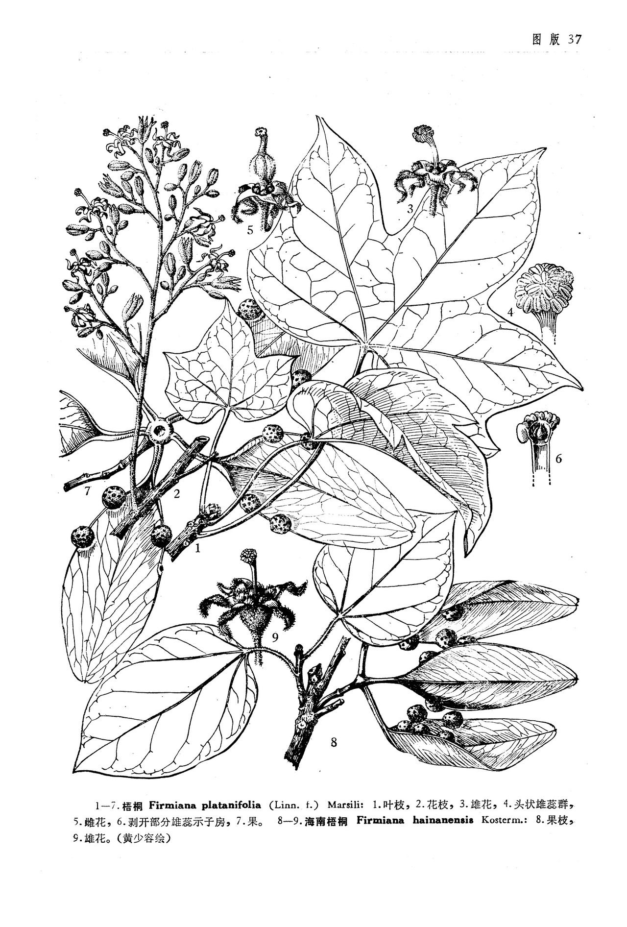 梧桐firmiana platanifolia (l.f.) marsili