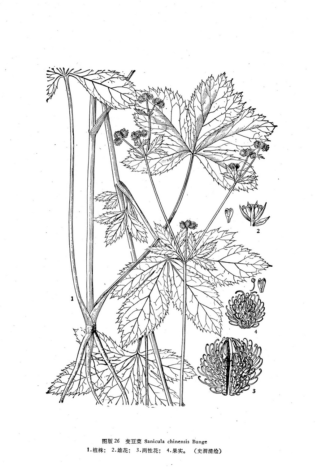 chinensis (bunge) diels (synonym) : (lnbzhng)