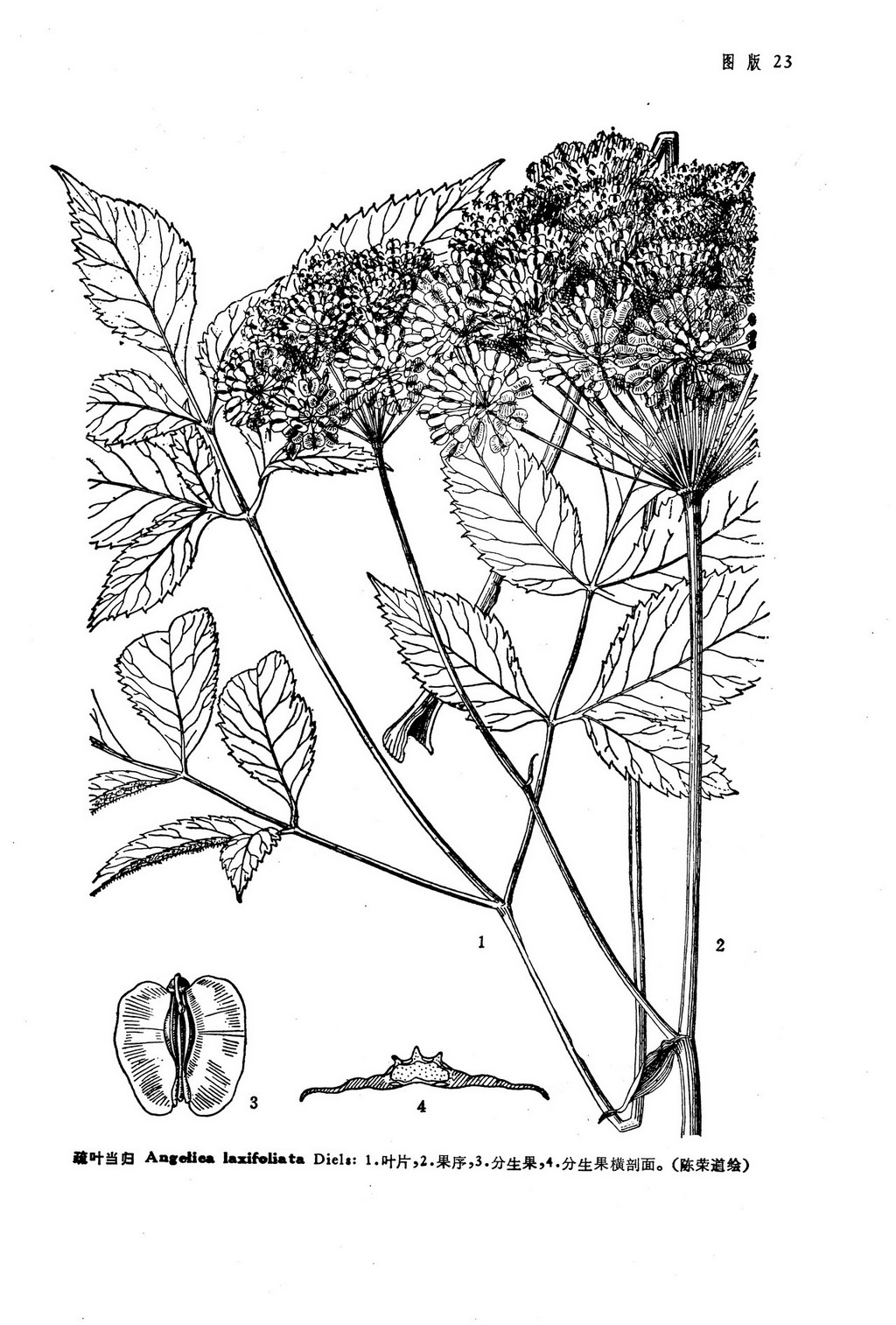 wolff (synonym) 俗名:骚羌活 (sāoqiānghuó) chinese,红果当归