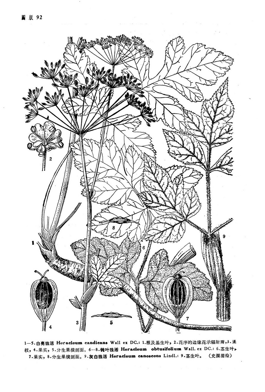 钝叶独活heracleum Obtusifolium Wall Ex Dc