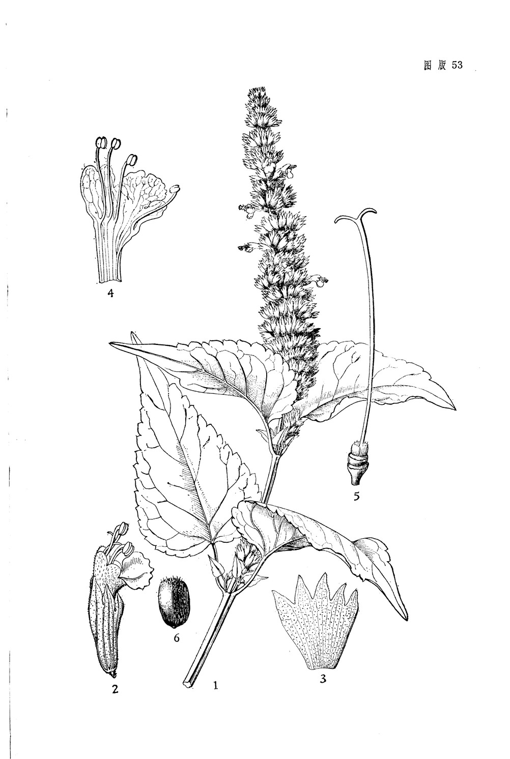 藿香agastache rugosa (fisch. et c. a. mey.) kuntze