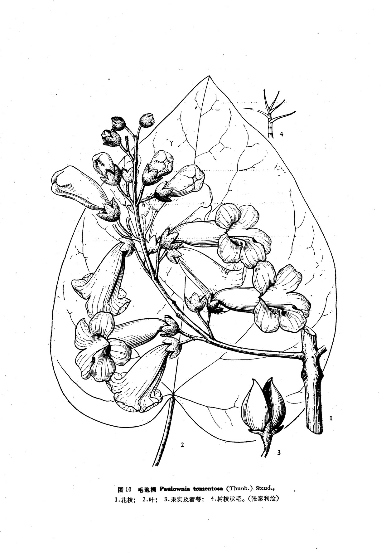 毛泡桐 paulownia tomentosa (thunb.) steud.