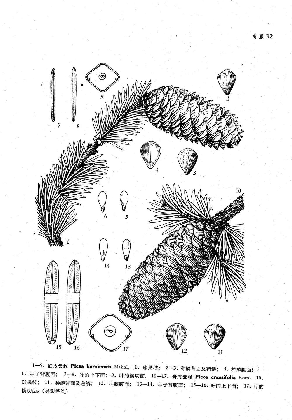 青海云杉piceacrassifoliakom