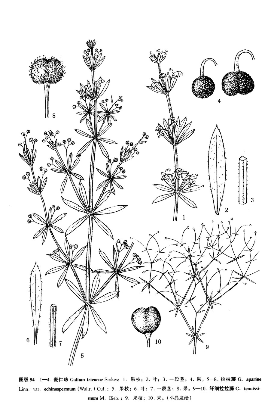 纲 dicotyledoneae合瓣花亚纲 sympetalae龙胆目 gentianales茜草科