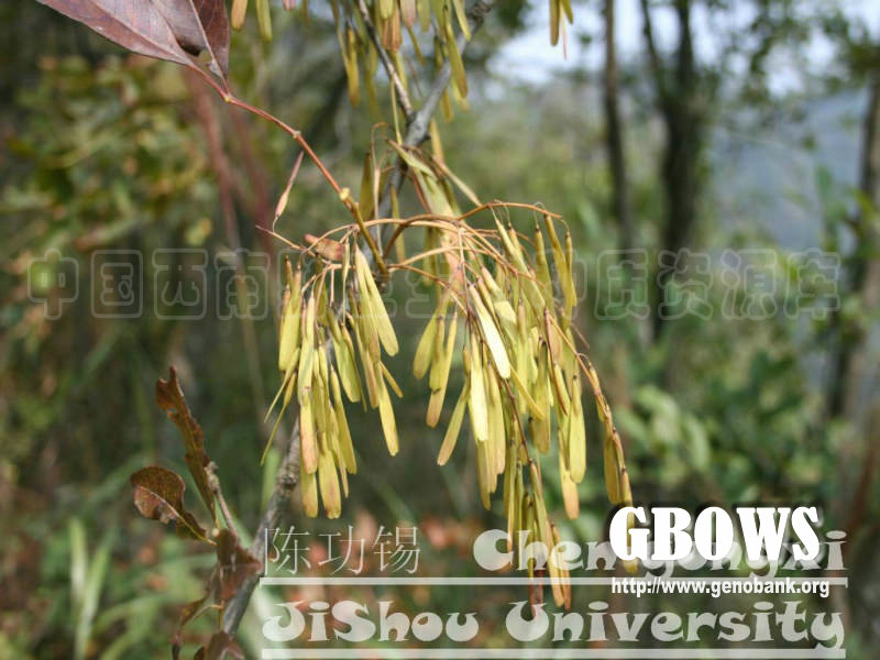 美国红梣 Fraxinus pennsylvanica Marshall