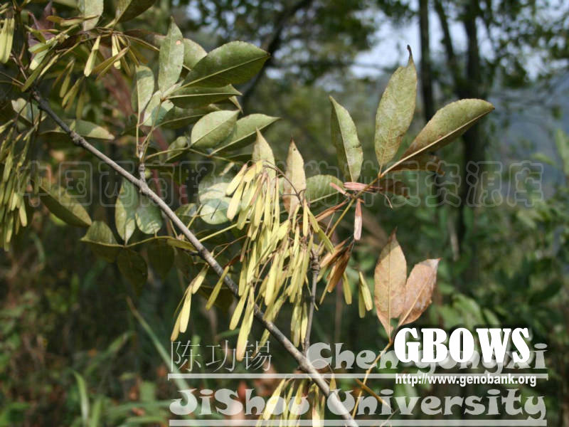 美国红梣 Fraxinus pennsylvanica Marshall