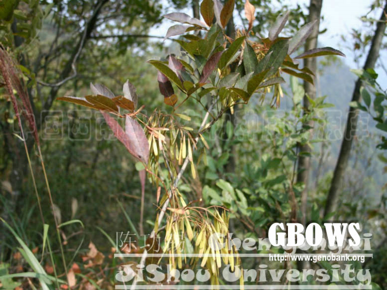 美国红梣 Fraxinus pennsylvanica Marshall