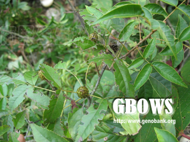 platycarya longipes y. c. wu