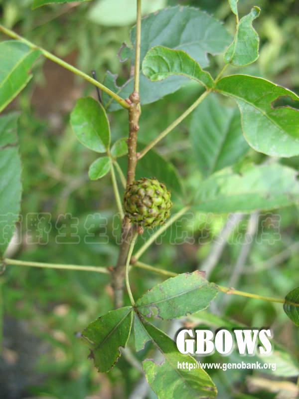 platycarya longipes y. c. wu