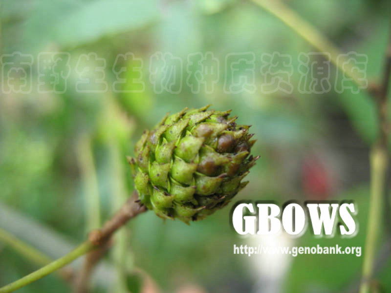 platycarya longipes y. c. wu