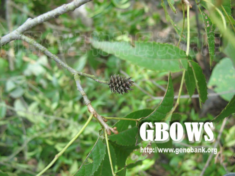 platycarya longipes y. c. wu