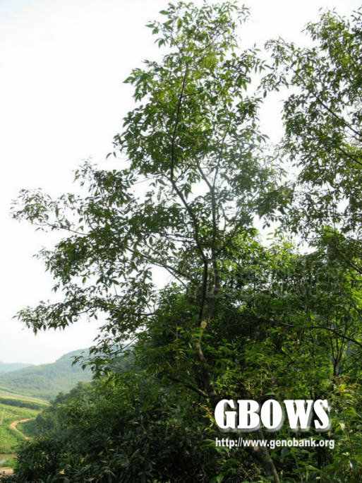 platycarya longipes y. c. wu