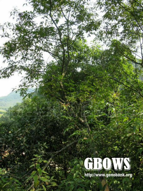 platycarya longipes y. c. wu