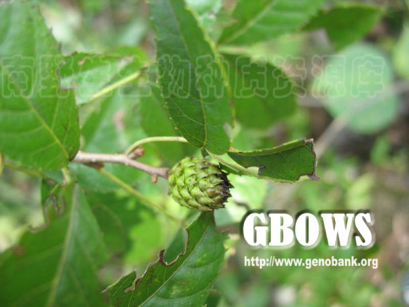 platycarya longipes y. c. wu