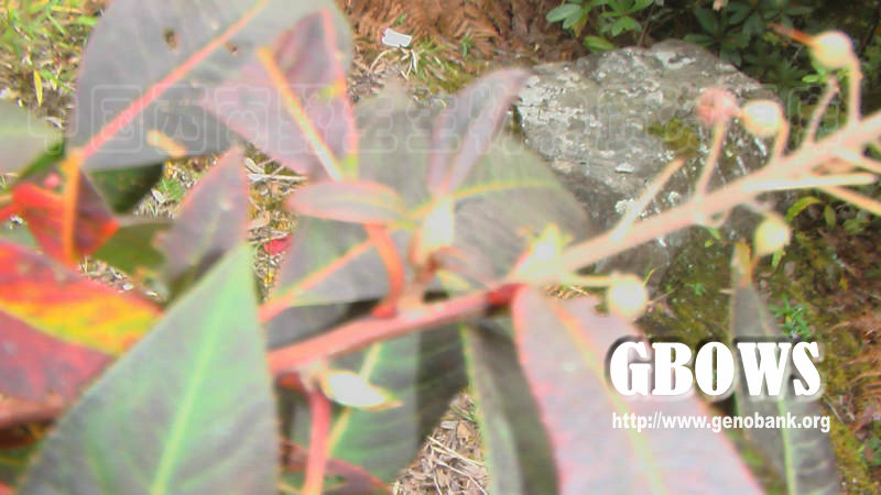 云南桤叶树 Clethra delavayi Franch.