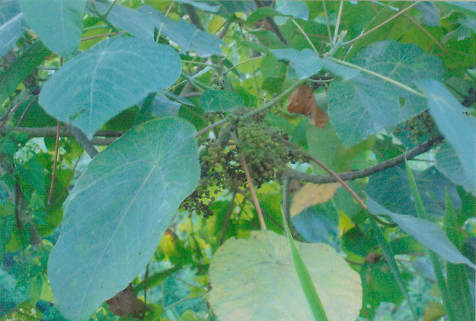 印度血桐 Macaranga indica Wight