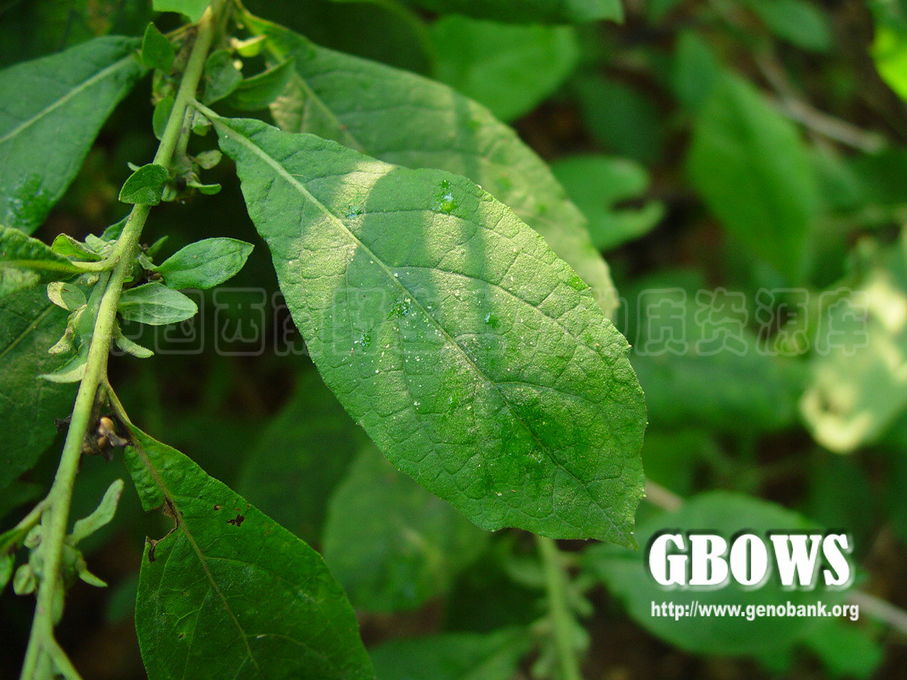 天名精 Carpesium abrotanoides L.