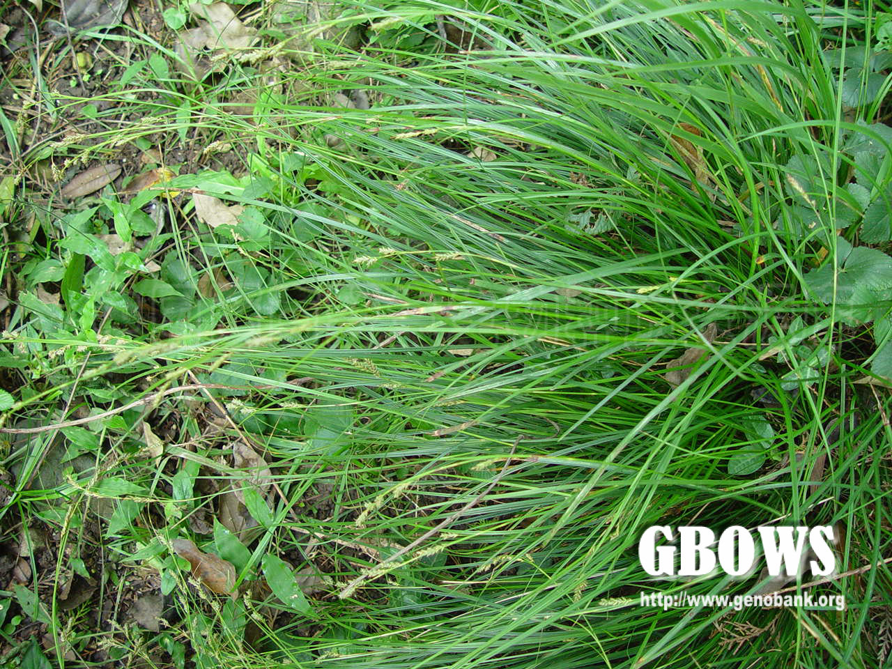 灰化薹草 Carex cinerascens Kük.