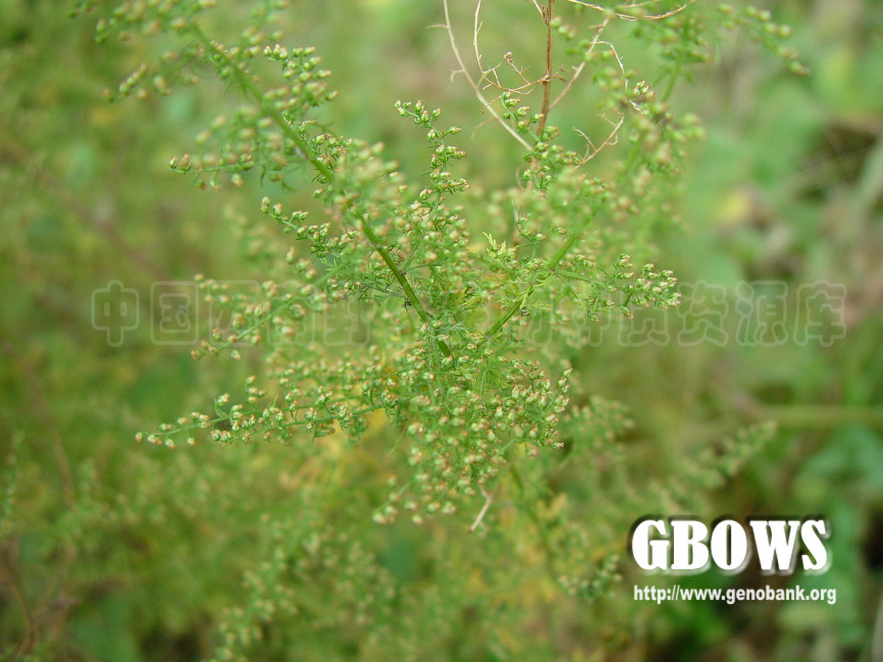 黄花蒿 Artemisia annua L.