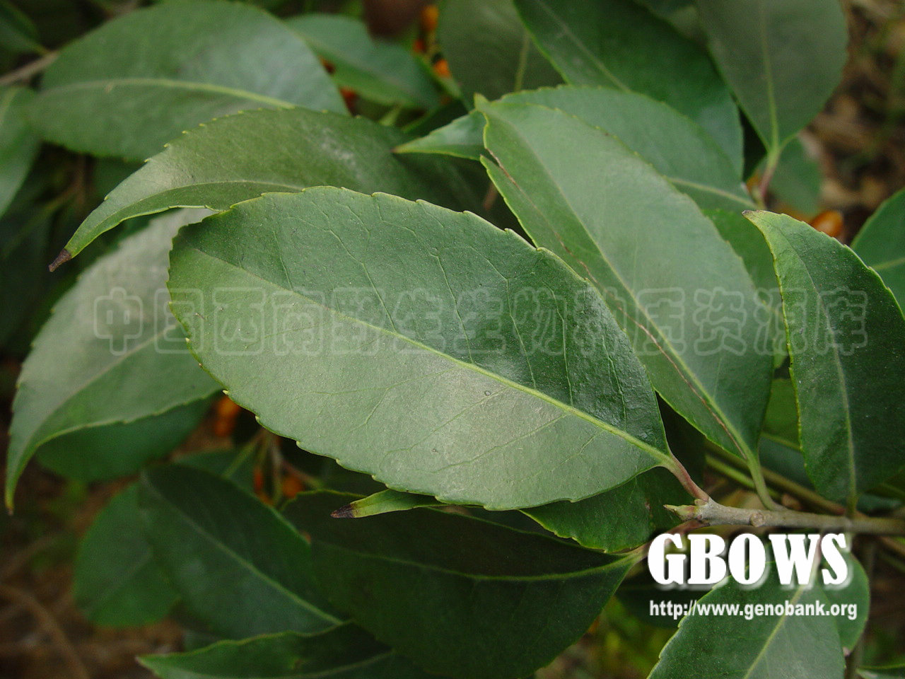 冬青 Ilex chinensis Sims