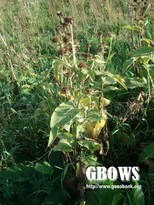 总状土木香 Inula racemosa Hook.f.