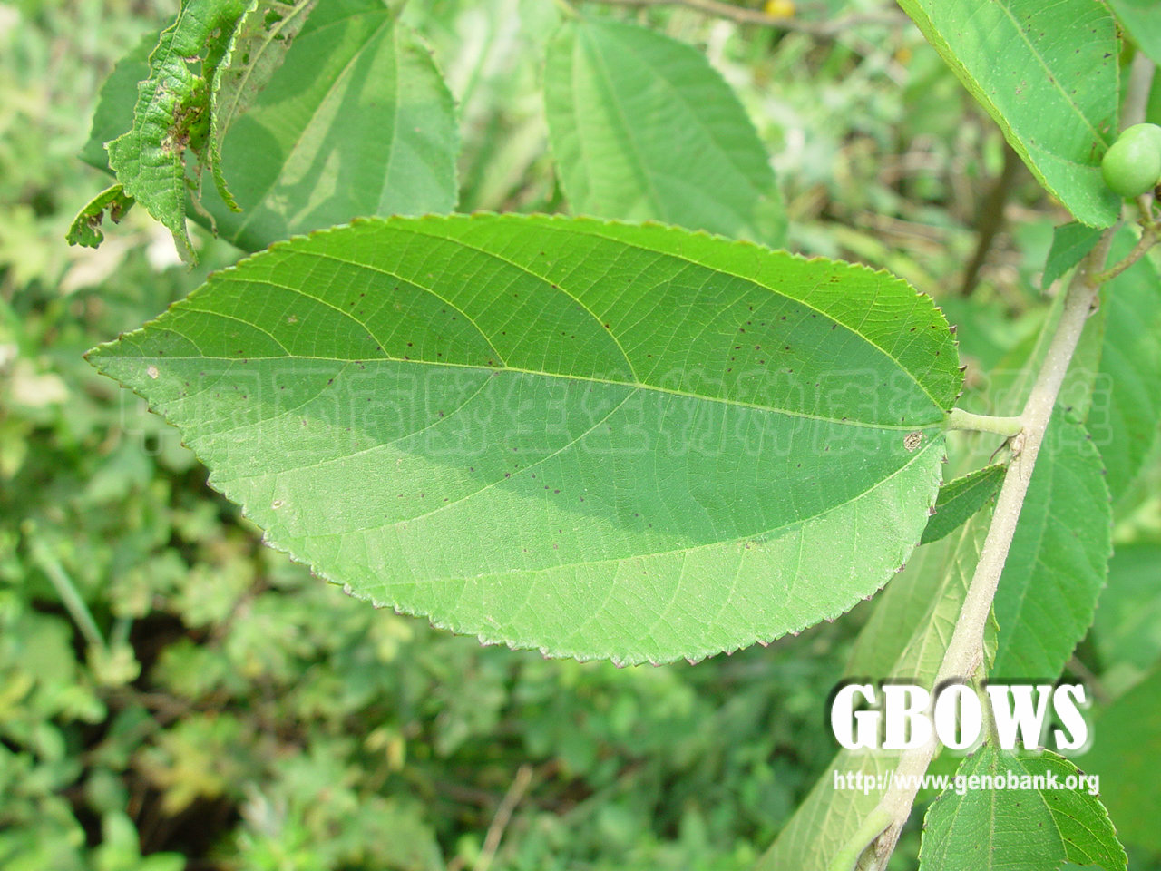 小花扁担杆(变种) grewia biloba g. don var. parviflora (bge.