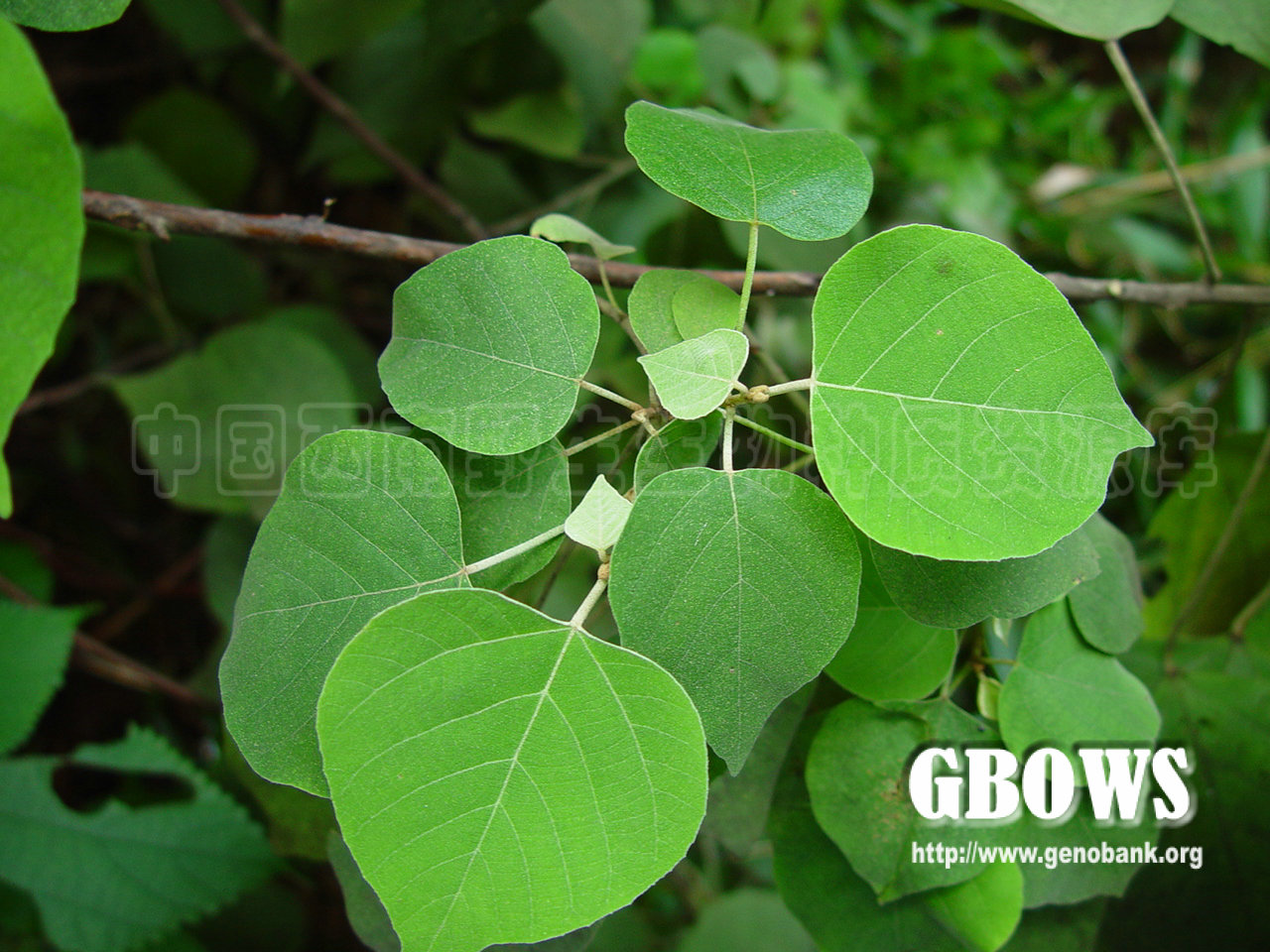 白背叶 mallotus apelta (lour.) müll. arg.