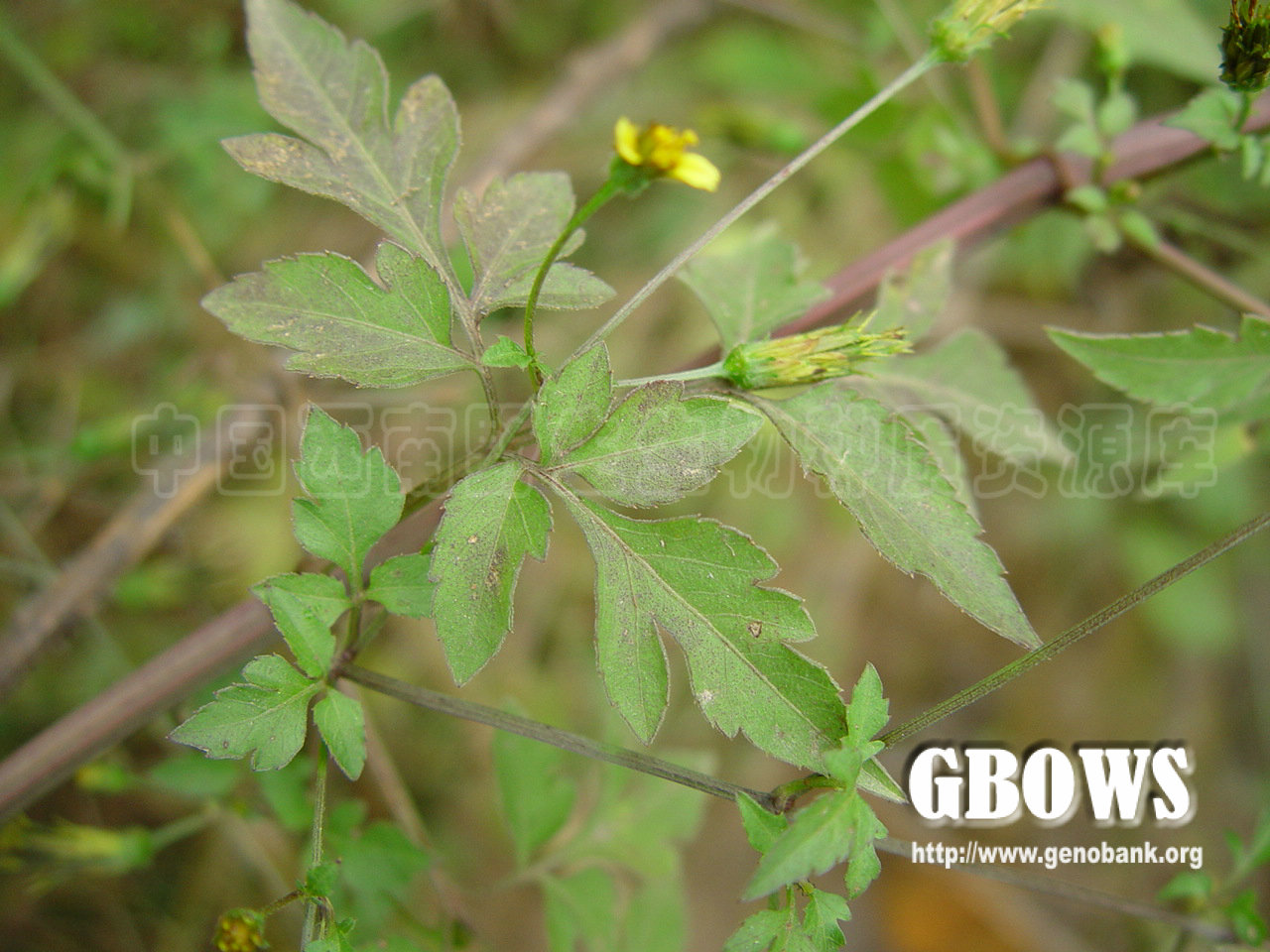 婆婆针bidensbipinnatal