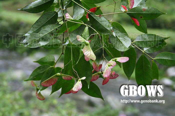 红果罗浮槭变种acerfabrihancevarrubrocarpummetc