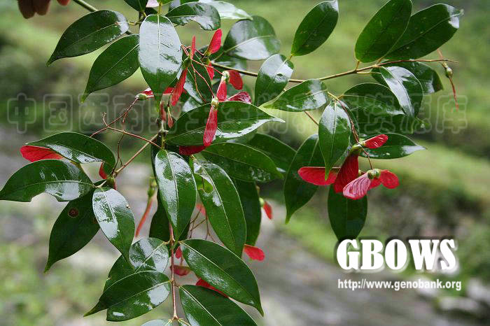 红果罗浮槭变种acerfabrihancevarrubrocarpummetc