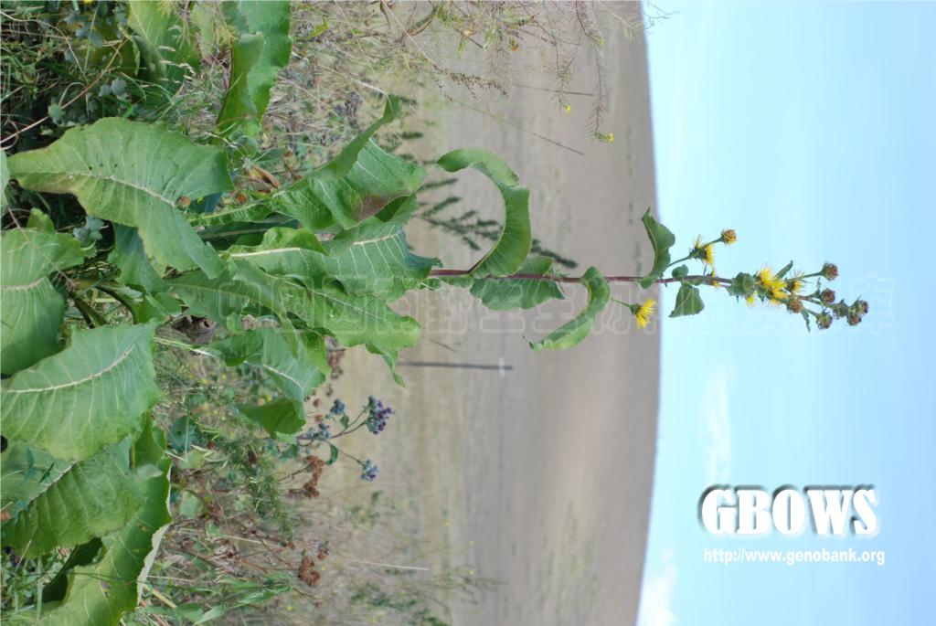 总状土木香 Inula racemosa Hook.f.