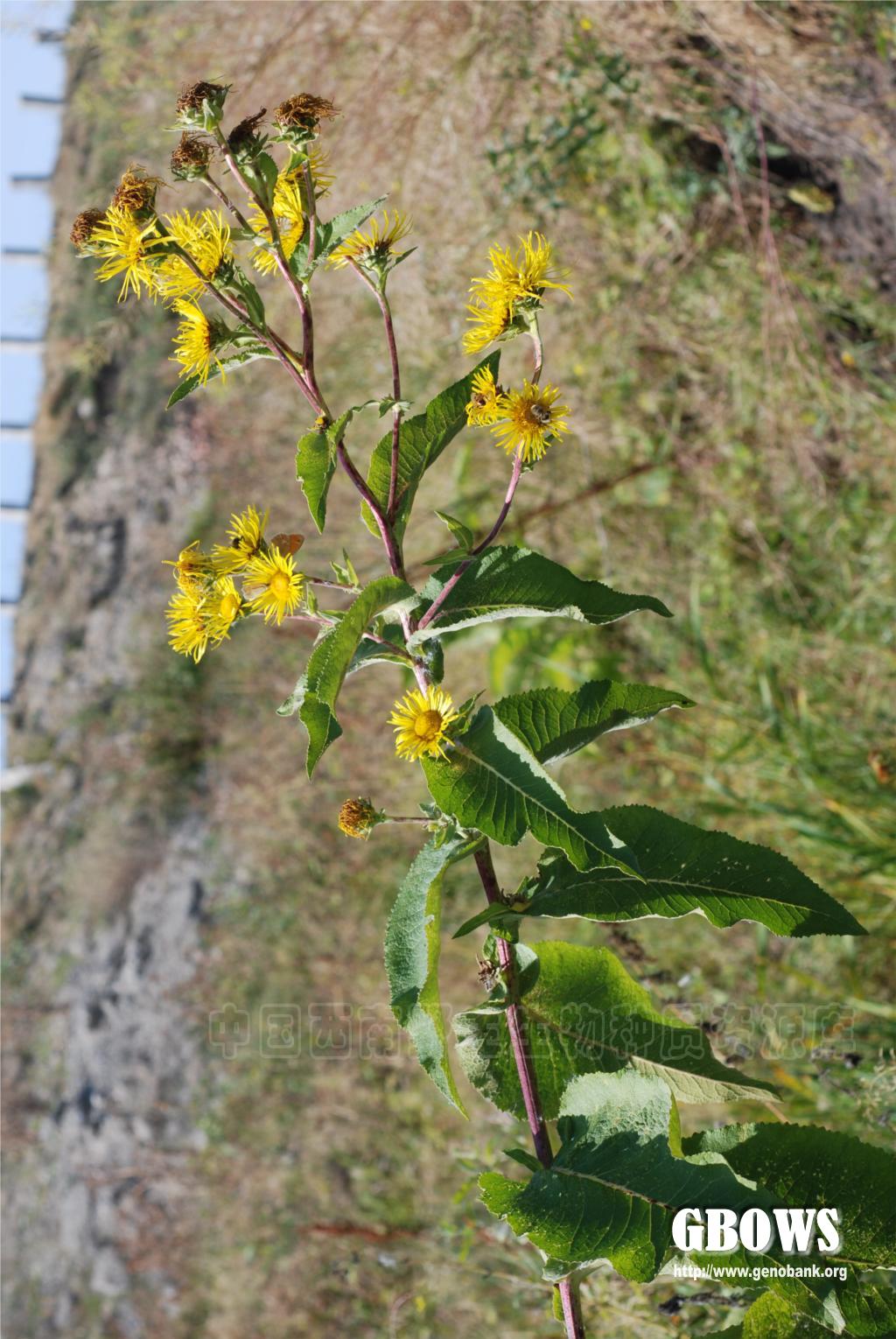 总状土木香 Inula racemosa Hook.f.