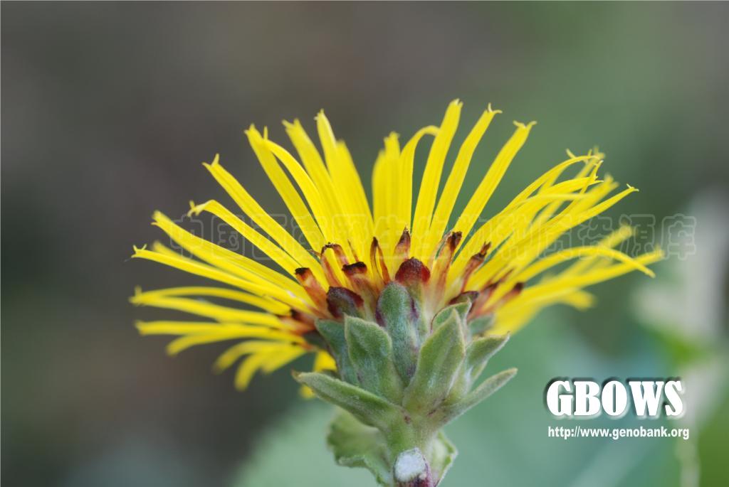 总状土木香 Inula racemosa Hook.f.