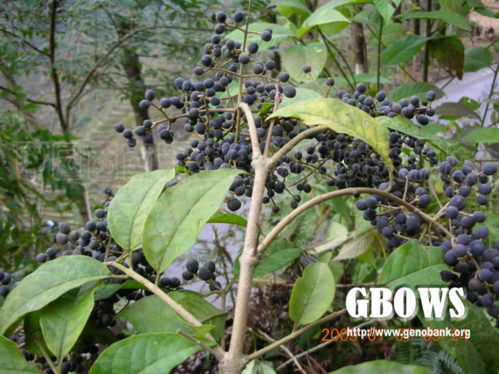 光萼小蜡（变种） Ligustrum sinense Lour var. myrianthum (Diels) Hofk.