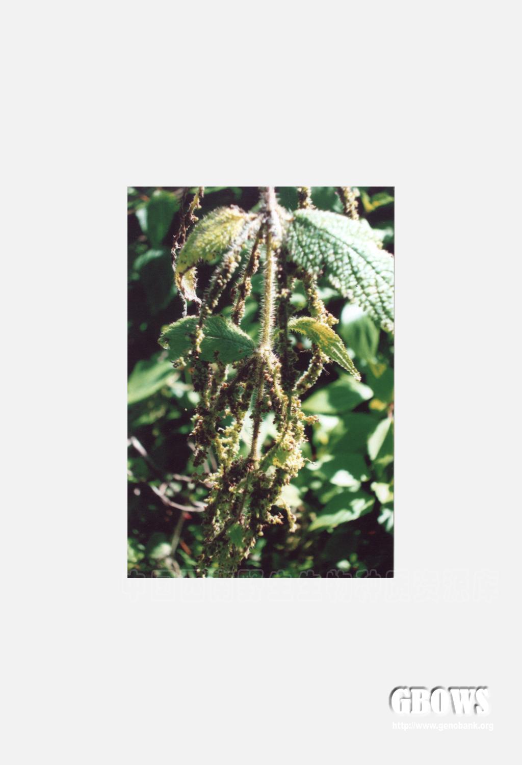 长圆叶荨麻（变种） Urtica mairei H. Lév. var. oblongifolia C. J. Chen