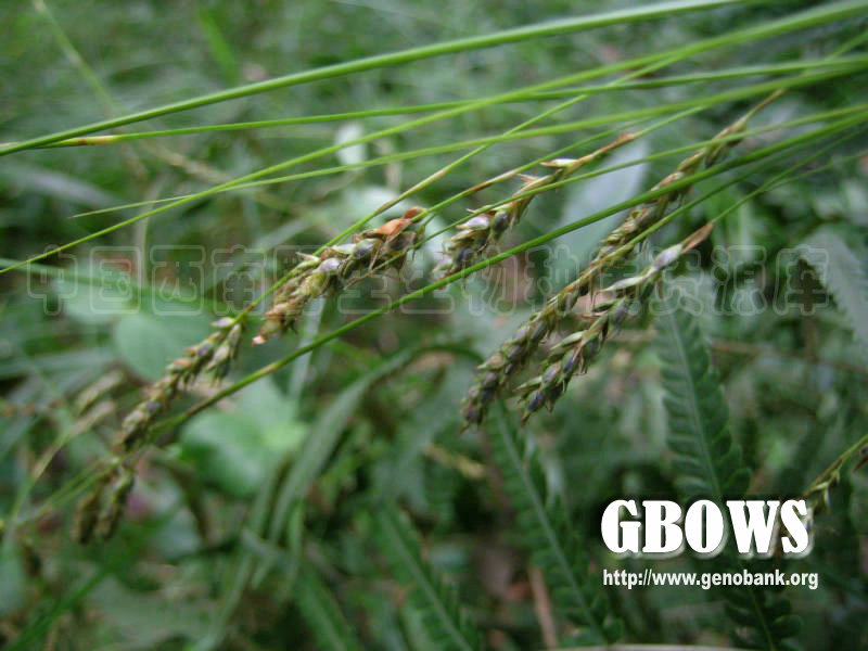 滨海薹草 Carex bodinieri Franch.