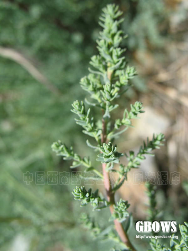 秀丽水柏枝 Myricaria elegans Royle
